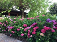 Giardino e giardinaggio: Le ortensie. Conoscerle e curarle.