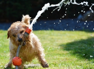 Cani e prato. Una convivenza difficile? Affatto.