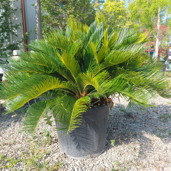 Cycas revoluta