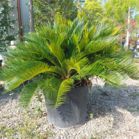 Cycas revoluta